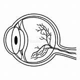 Anatomy Of The Human Eye For Coloring Stock Vector  Illustration sketch template