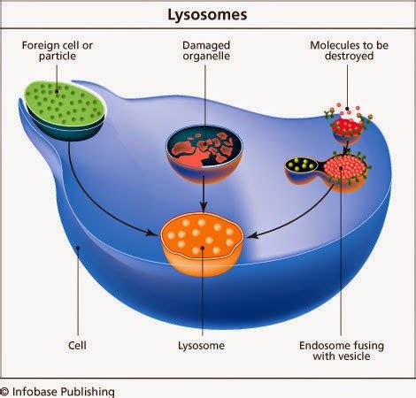 Sam and Lars: Dr. Cherqui and the Amazing Lysosome-Swapping Macrophage!