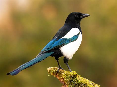 19 Facts About Magpie - Facts.net