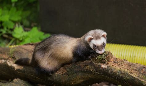 Polecat Wallpapers - Wallpaper Cave