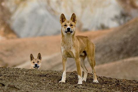 Australia’s dingoes may keep feral cats in check and protect wildlife | New Scientist