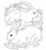 Rabbit Coloring Pages  Free Printable For Kids sketch template