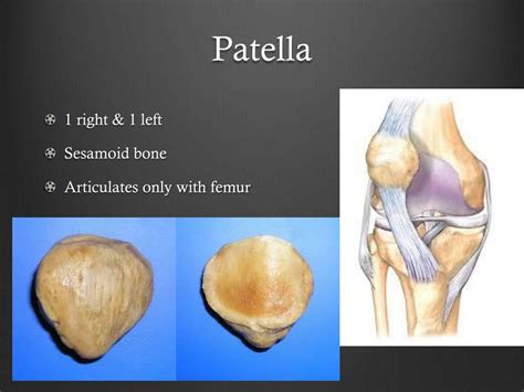 PPT - Human Osteology PowerPoint Presentation, free download - ID:2109218