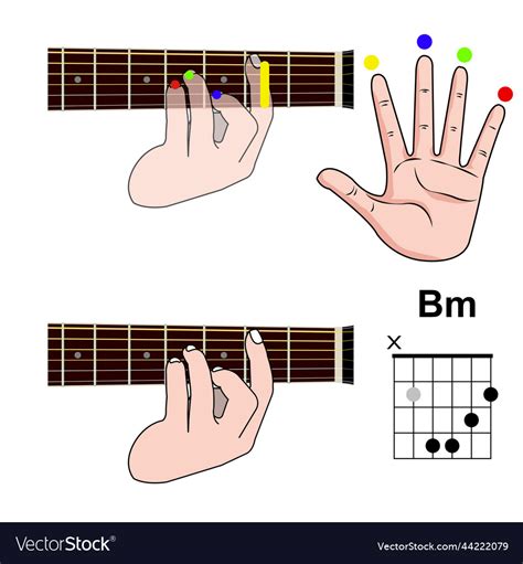 Bm Guitar Chord Finger Position