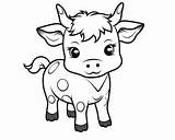 Cow Coloring Pages sketch template