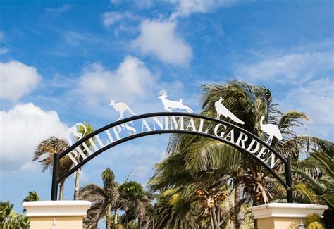 Animals In Aruba | How To Help Local Wildlife In Need On Your Trip