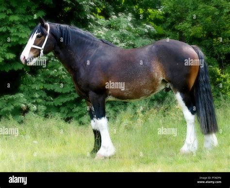 A bay Shire horse stands in a grass paddock Stock Photo - Alamy