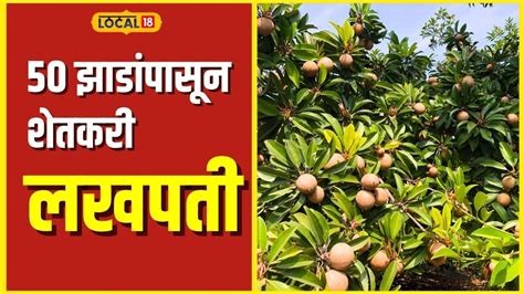 Chikoo Farming 50 झाडांपासून लाखोंचं उत्पन्न, शेतकऱ्याने कशी केली लागवड ...