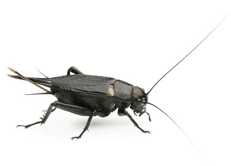 Cricket Insect - CricketInsect.com