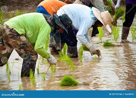 Farmers Working Planting Rice in the Paddy Field Editorial Photo - Image of land, farmers: 25775136