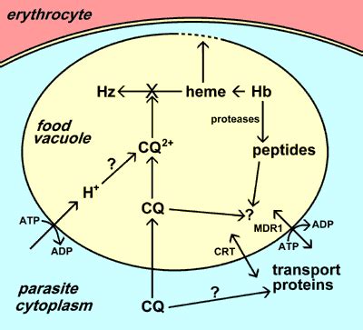 Mechanisms of drug action and resistance