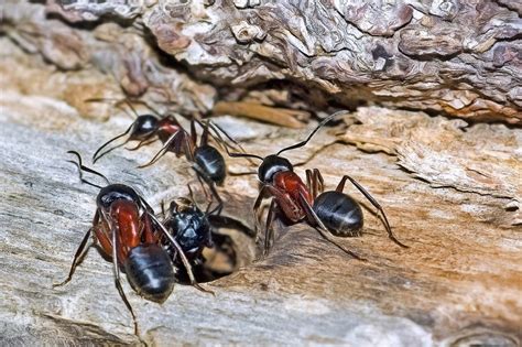 Locating Carpenter Ant Nests and Treating Them - Get House Top - Choosing the Right Shower ...