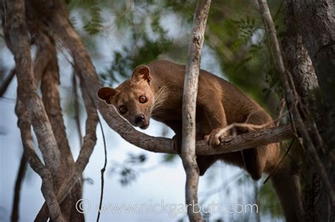 Saving Madagascar's largest carnivorous mammal: the fossa