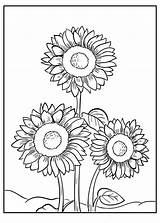 Three Sunflowers coloring Page  Download Print Or Color Online For Free sketch template
