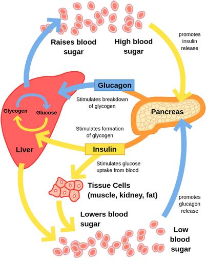 Regulation Of Blood Glucose Concentration