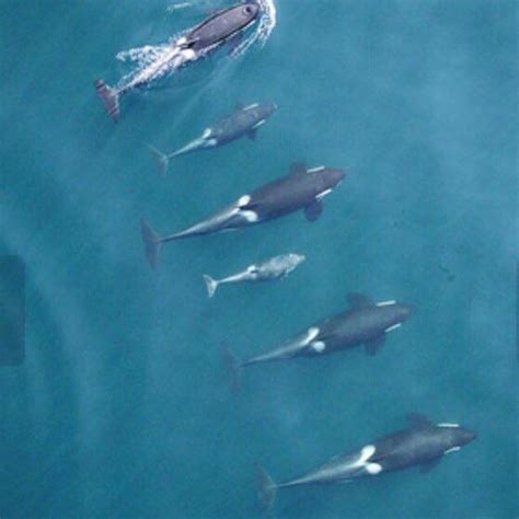 joanranquet on Twitter: "Saddle patch @ dorsal fin is orca’s id like our fingerprint. NOAA ...