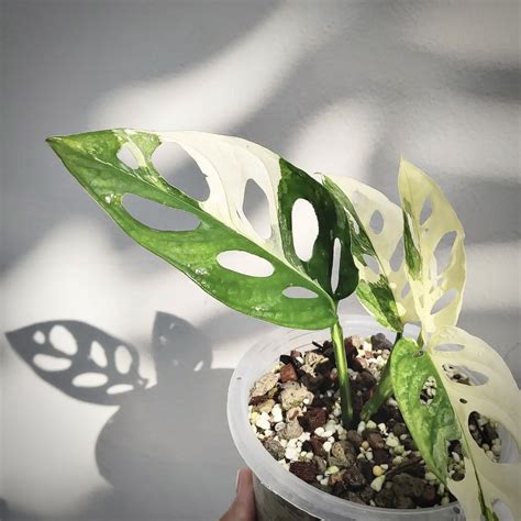 Monstera Adansonii Variegated Japan For Sale | Monstera Adansonii Variegated Japan Seeds