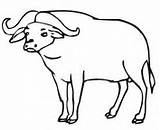 Two Water Buffaloes Coloring Page  Super Coloring sketch template