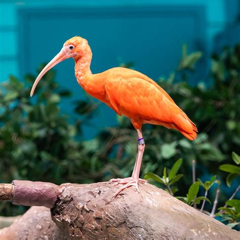 Scarlet Ibis - Georgia Aquarium