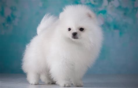 Cute White Fluffy Puppy