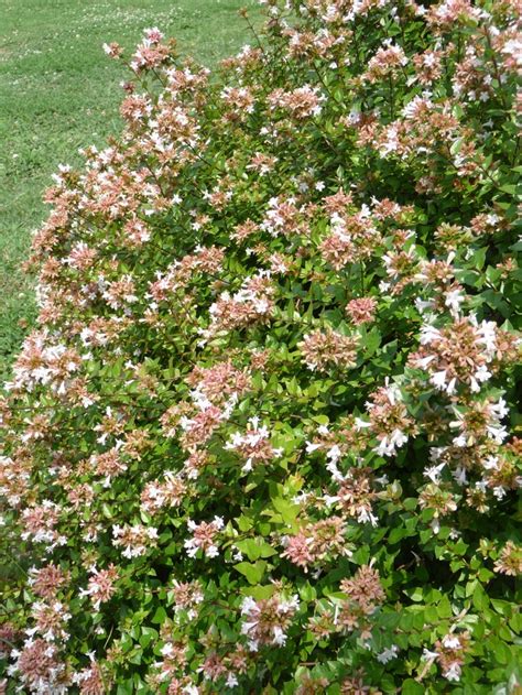 Abelia x grandiflora 'Rose Creek' | Rose Creek Glossy Abelia | Kings ...