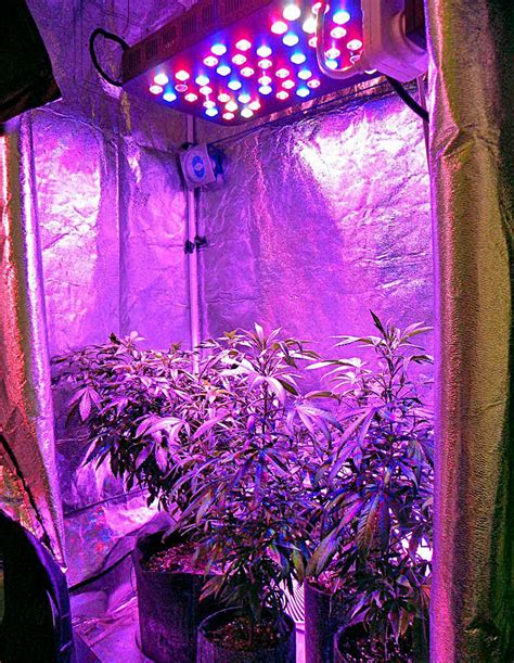 Which Room in the House is Best for Growing Weed? | Grow Weed Easy