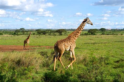 National Park, Nairobi , Kenya | National Park photos and more information