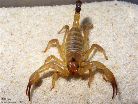 Desert Scorpion | Flickr - Photo Sharing!