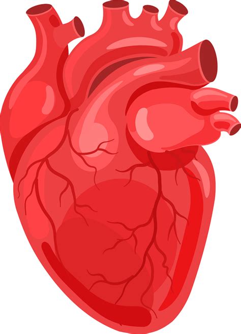 Transparent Background Human Heart Clipart Clip Art Library Images | Sexiz Pix