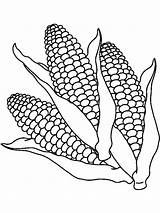 Corn Coloring Pages  Best For Kids sketch template