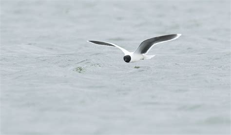 Little Gull — Graham Catley Photography