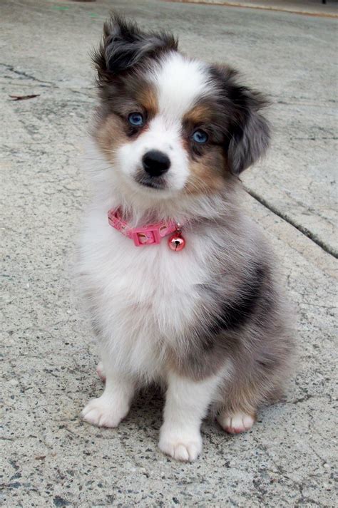 Toy Aussie pup. We are looking into getting this breed... | Aussie puppies, Australian shepherd ...