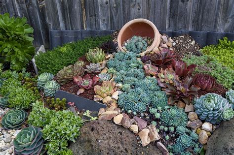 30+ Rock Gardens With Succulents – DECOOMO