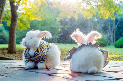 Cute Angora Giant Rabbit Picture And HD Photos | Free Download On Lovepik