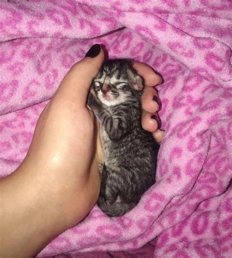 15+ Sweet Tiny Kittens Sleeping in Hands - Guaranteed To Brighten Your Day! #catloverscommunity ...