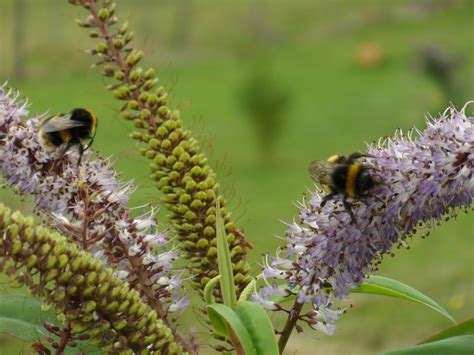 Huon View: Fluffy bees