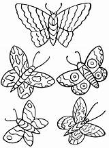 Vlinder Vlinders Fluturi Schmetterling Farfalle Disegni Colorat  sketch template