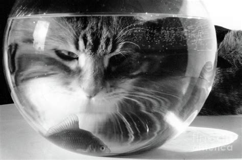 Cats Eyes And A Little Goldfish In A Fish Bowl Photograph by European School