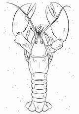 Lobster coloring Page  Free Printable Coloring Pages sketch template