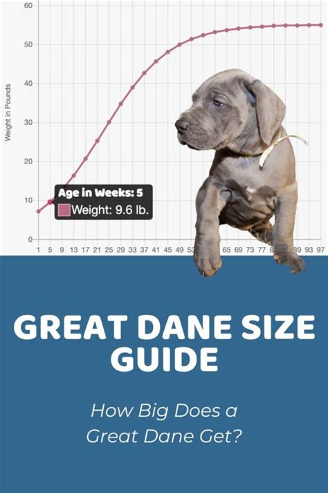 Interactive Great Dane Growth Chart and Calculator - Puppy Weight ...