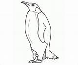 Realistic Penguin Coloring Pages At GetDrawings  Free Download sketch template