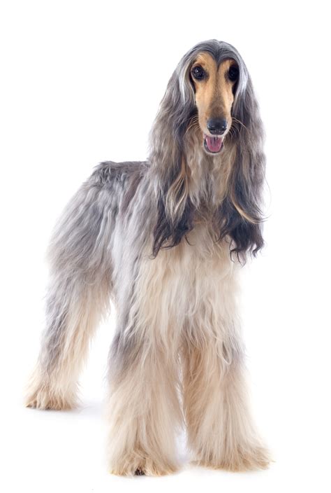 Afghan Hound - Dog-Breeds.net