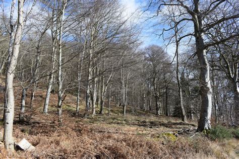 Beech wood on the slope of the Hill of... © Bill Harrison cc-by-sa/2.0 :: Geograph Britain and ...