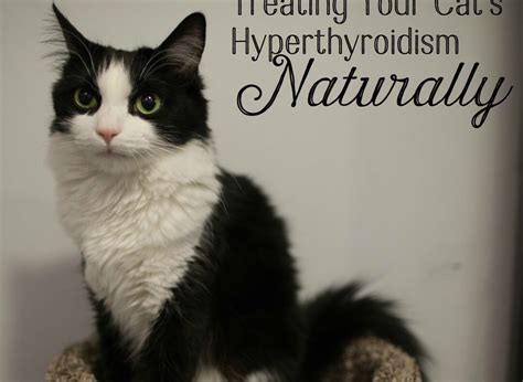 Natural Remedies For Hyperthyroidism In Cats » The Best Breeds Of Cats