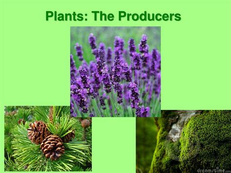 PPT - Plants: The Producers PowerPoint Presentation, free download - ID ...