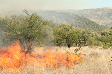 What is a savanna? A savanna is a region of tropical grasslands with scattered trees.