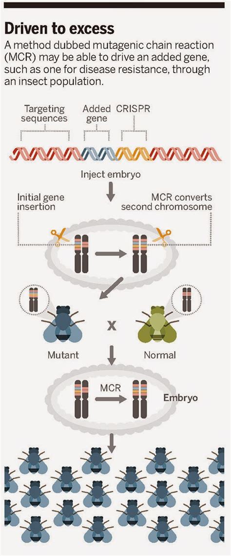 Information Processing: Gene drive