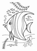 24 Free Printable Angelfish Coloring Pages sketch template
