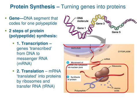 PPT - Protein Synthesis – Turning genes into proteins PowerPoint Presentation - ID:3203121