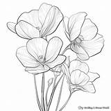 Buttercup Coloring Pages  Free & Printable sketch template